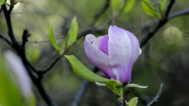 木兰在树枝上开花视频素材