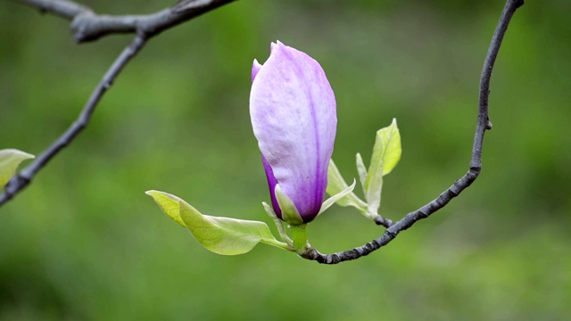 木兰在树枝上开花视频素材