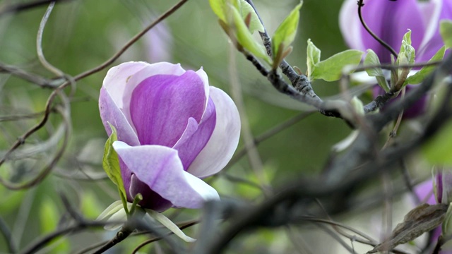 木兰在树枝上开花视频素材