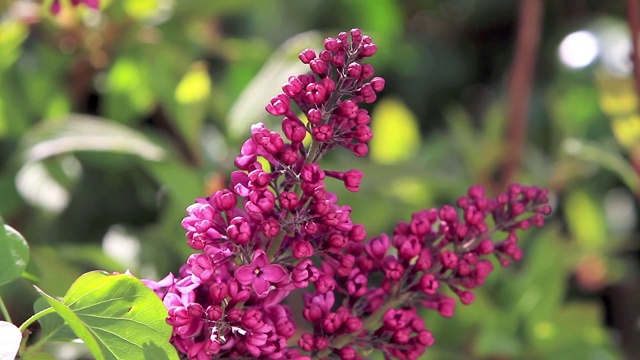 布什盛开的丁香花视频素材