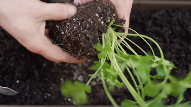 近距离种植树苗到新鲜的土壤在一个种植箱视频素材