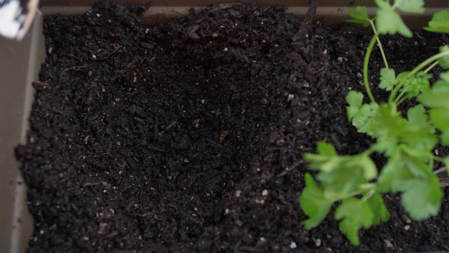 用花园泥铲在花盆里的新鲜土壤上挖一个小洞视频素材