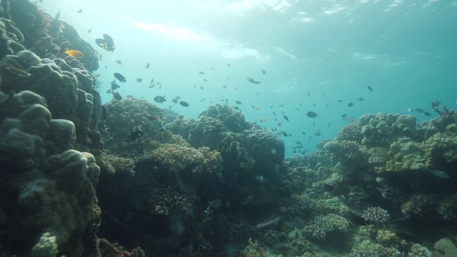 在蓝色海洋下的珊瑚礁里游泳的鱼群。丰富的海洋生物。视频素材