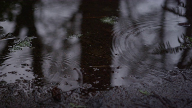 一个泥坑的特写镜头在一个乌云覆盖的雨天在自然界视频素材