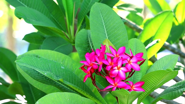 鸡蛋花，洋红色的花和绿色的叶子在花园的背景视频素材