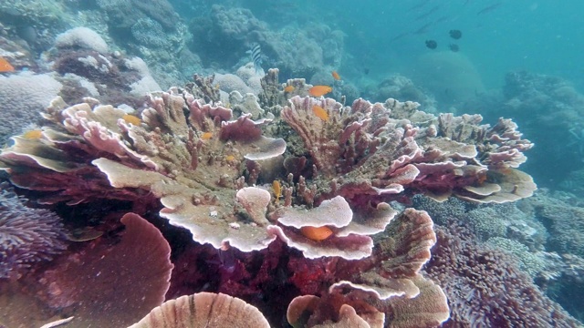 水下脆弱物种漏斗珊瑚礁(Montipora capricornis)珊瑚礁视频素材