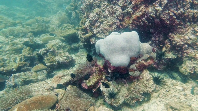 海底珊瑚礁珊瑚白化视频素材