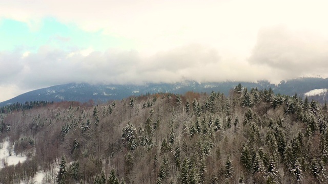 森林被雪覆盖的鸟瞰图视频素材