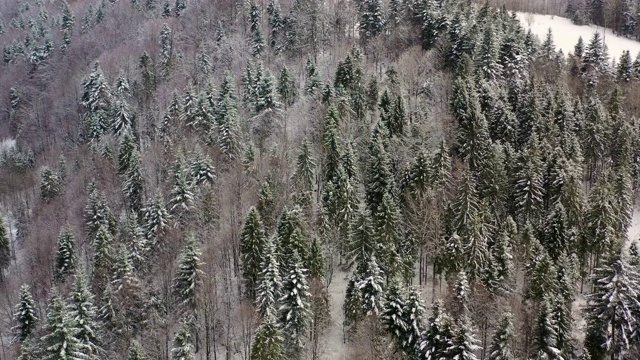 鸟瞰图的森林覆盖与雪山视频素材