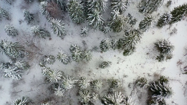 鸟瞰图的森林覆盖与雪山视频素材