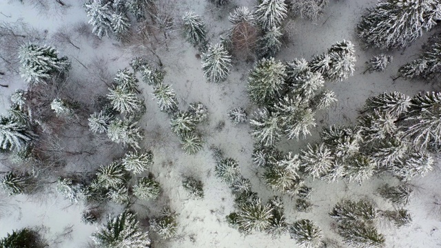 鸟瞰图的森林覆盖与雪山视频素材