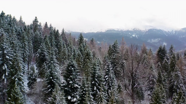 鸟瞰图的森林覆盖与雪山视频素材