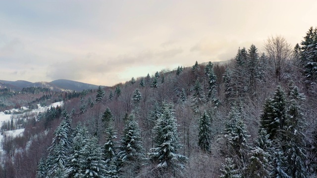 鸟瞰图的森林覆盖与雪山视频素材