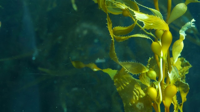 光线透过巨大的海藻森林。Macrocystis pyrifera。潜水，水族馆和海洋概念。水下近距离摇摆的海藻叶子。阳光穿透充满活力的奇异海洋植物视频素材