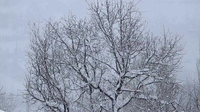 下雪在树视频素材