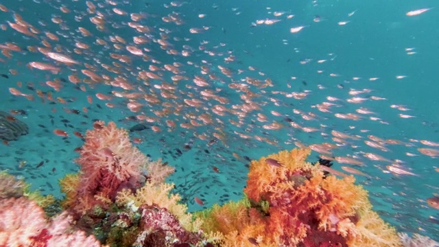 两名潜水员潜水在水下充满活力的珊瑚礁和鱼群视频素材