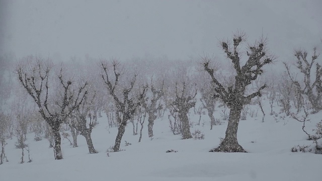 下雪在树上视频素材