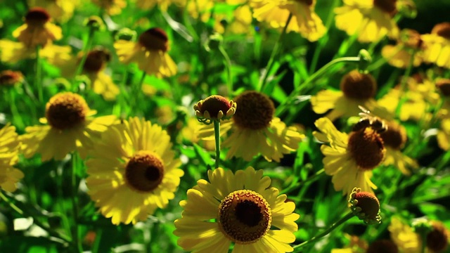 蜜蜂在黄花夏天的时间视频素材