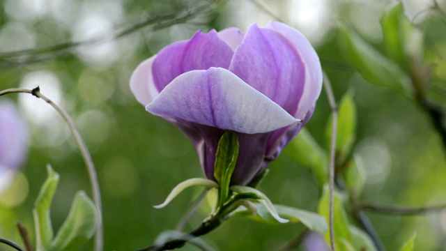 木兰在树枝上开花视频素材