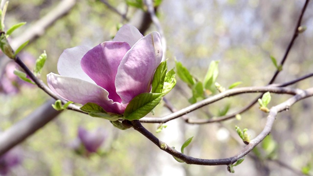 木兰在树枝上开花视频素材