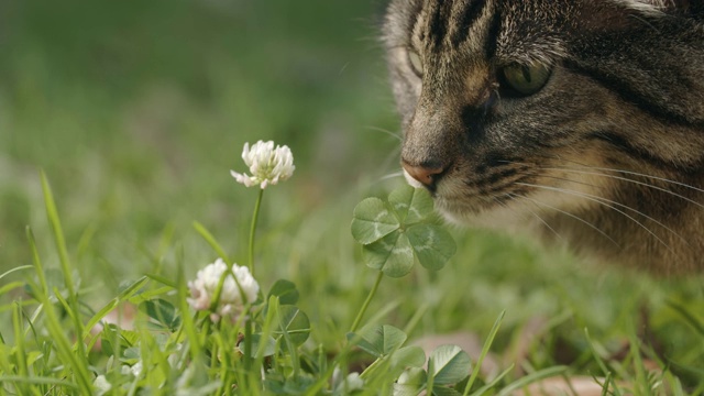 漂亮的棕色猫嗅着幸运的四叶草。视频素材