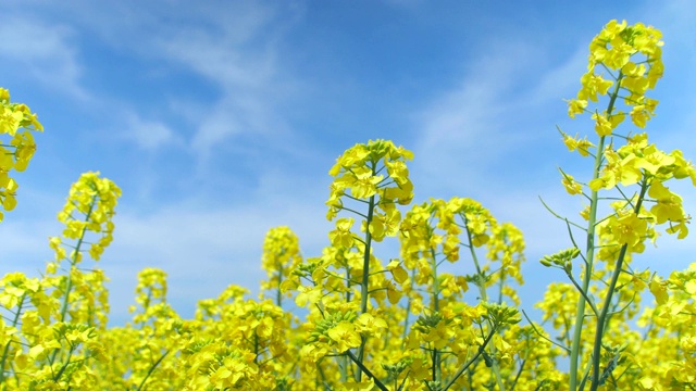 油菜籽花视频素材