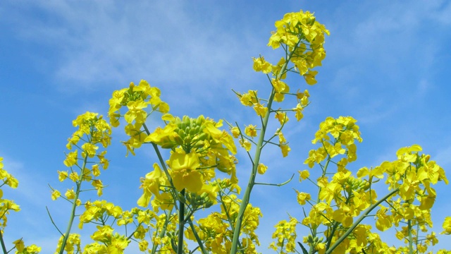 油菜籽花视频素材