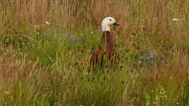 天堂Shelduck - Tadorna variegata - putangitangi duck with white head, female standing in the grass in New Zealand。视频素材