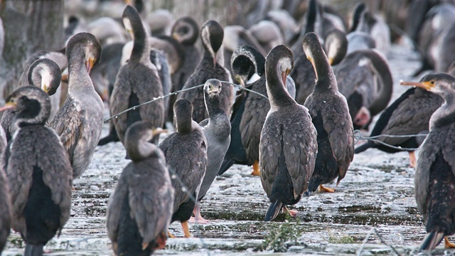 发现蓬松- Stictocarbo毛虫parekareka鸬鹚新西兰特有的物种。最初被归类为斑Phalacrocorax punctatus。视频素材