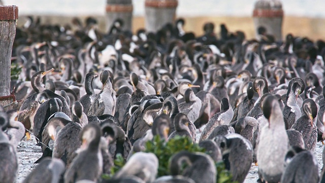 发现蓬松- Stictocarbo毛虫parekareka鸬鹚新西兰特有的物种。最初被归类为斑Phalacrocorax punctatus。视频素材