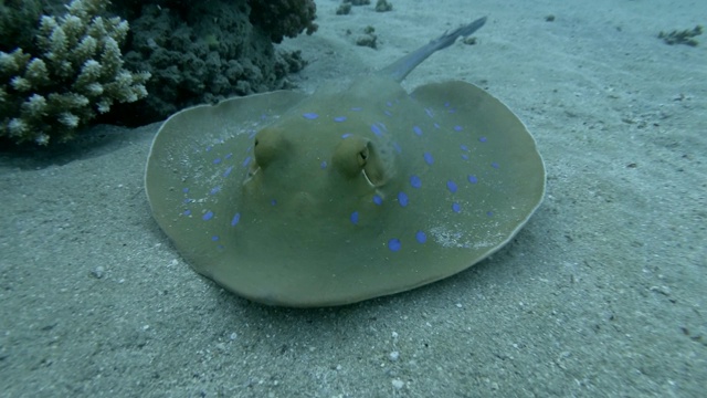 慢镜头，黄貂鱼快速游过沙底。蓝斑刺鱼(Taeniura lyma)。特写，水下拍摄，红海，埃及视频素材