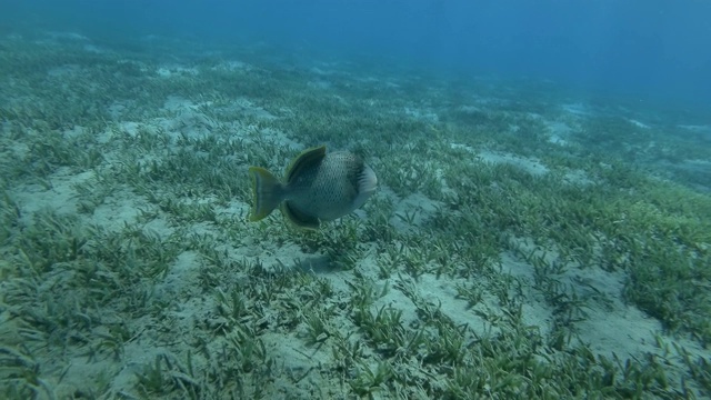 触发鱼慢慢地在覆盖着绿色海草的海床上游动。黄棱鱼(黄棱鱼)视频素材