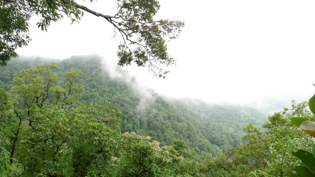 清晨，雾在雨林的山上翻滚视频素材