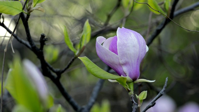 木兰在树枝上开花视频素材