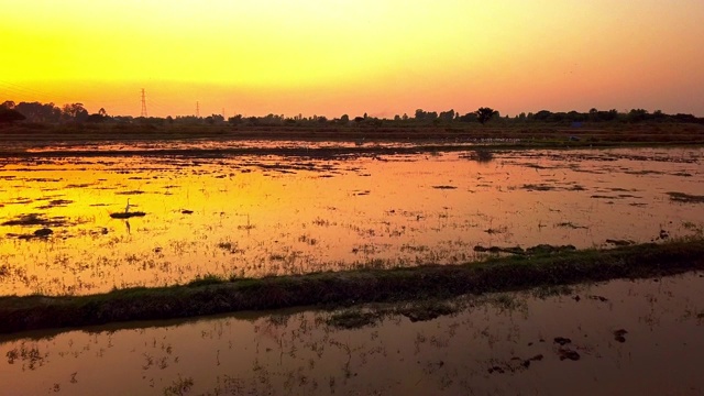 日落黄昏时稻田的无人机视图视频素材