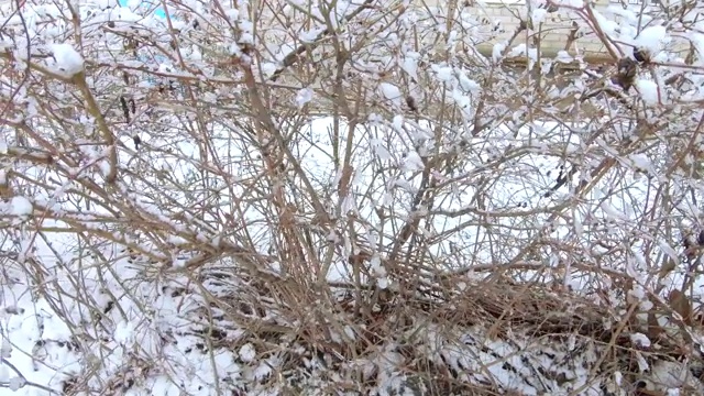 雪花飘落在灌木丛中视频素材