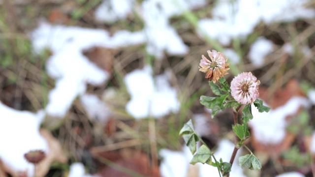 三叶草花与雪视频素材