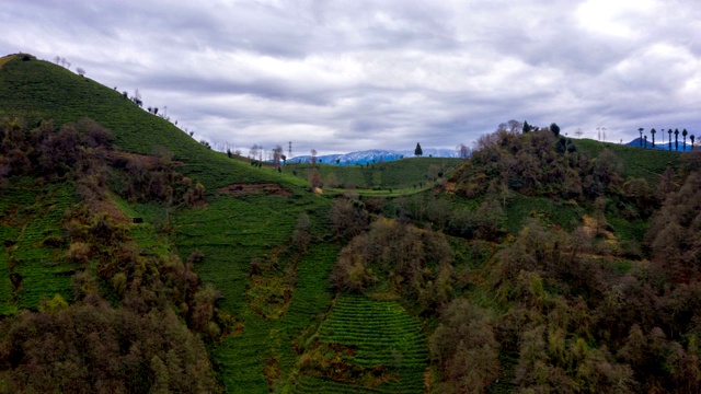 茶叶作物与山脉(Drone&Hyperlapse)视频素材