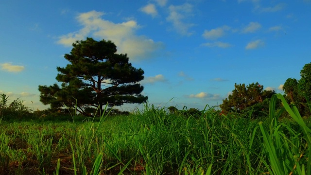 长长的绿草和一棵茂密的松树在日本冲绳的傍晚阳光下视频素材