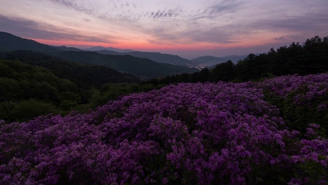 韩国，全拉岛，峰和山，南元溪，皇家杜鹃花的日出视频素材