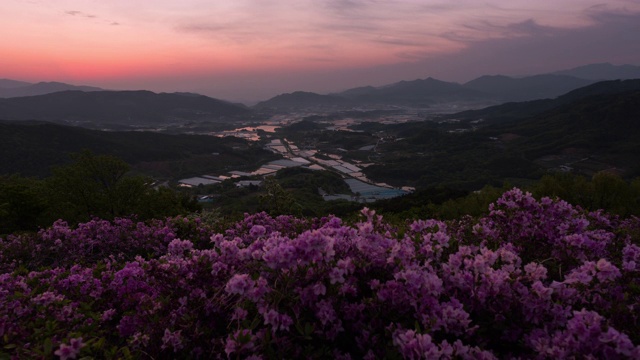 韩国，全拉岛，峰和山，南元溪，皇家杜鹃花的日出视频素材