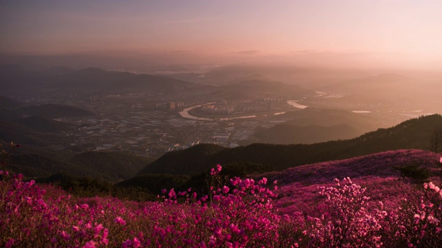 皇家杜鹃花和城市与日落从钟南山/ Miryang-si，庆尚南道，韩国视频素材