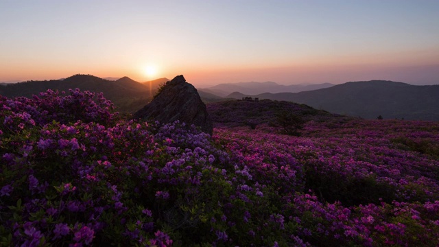 韩国全罗南道，Choamsan山/ Boseong-gun皇家杜鹃花的日出视频素材