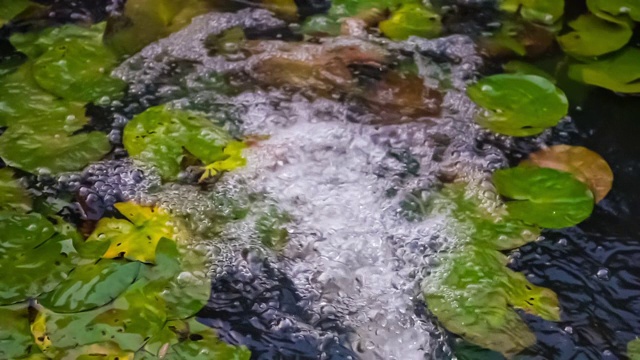 水以慢镜头流进荷塘视频素材