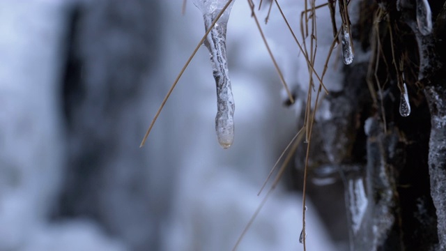 冷杉林里的冰柱融化了。雪山景观与瀑布视频素材