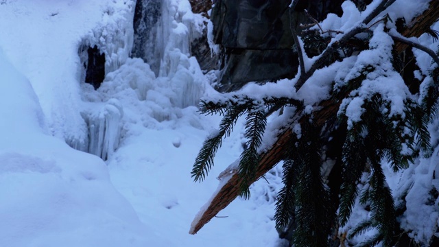 森林中的冬季景观。冷杉枝在冰雪瀑布的背景视频素材