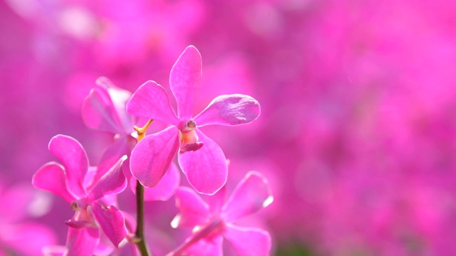 粉色兰花。视频素材