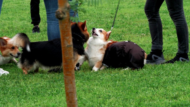 柯基犬在城市公园的草坪上与主人玩耍，慢镜头视频素材