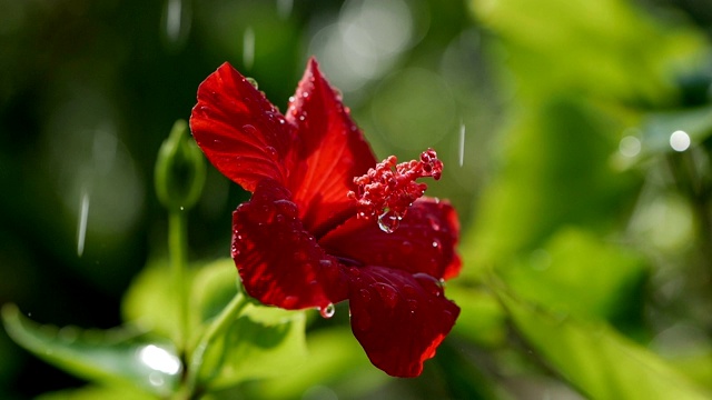 一滴水滴在红花芙蓉上，近处。一滴雨落在红色的芙蓉花瓣上。视频素材