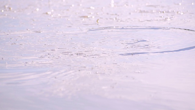 一只普通的青蛙漂浮在水面上视频素材